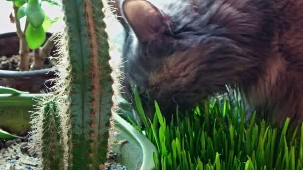 Ella-gato comiendo germinado avena — Vídeo de stock