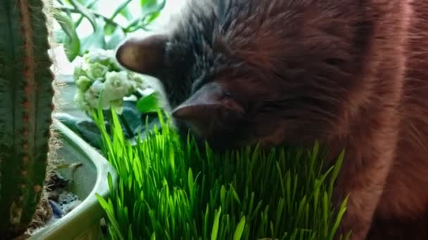 Kot je trawę na parapecie — Wideo stockowe