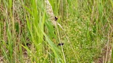 Closeup çim alan ve böcek buhar üzerinde crowling