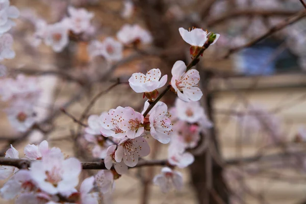 Ramo de flores frescas de cerejeira — Fotografia de Stock