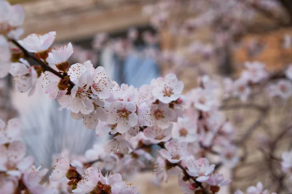 Zweig frischer Kirschbaumblüten im April Nahaufnahme — Stockfoto
