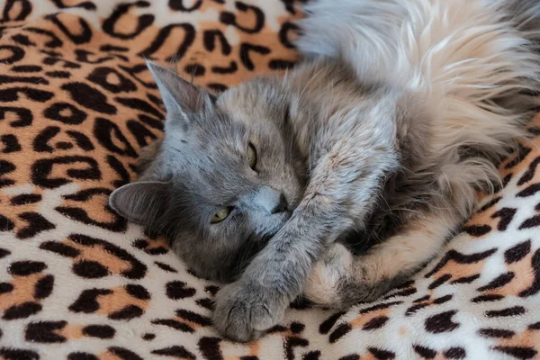 Gato cinzento descansando sobre um cobertor manchado. Retrato casa gato cinza descansando em um sofá — Fotografia de Stock