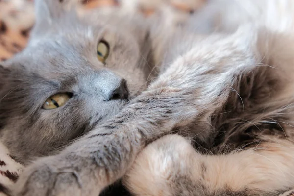 Kat close-up, kat rusten en kijken naar camera — Stockfoto