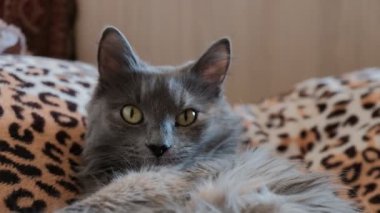 Gri Kedi benekli bir battaniye üzerinde istirahat. Gri kedi kapalı dinlenme ve kamera bakıyor
