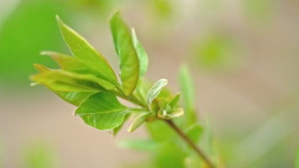 Macro filmagem de folhas verdes frescas apenas aberto no topo dos ramos no início da primavera — Vídeo de Stock