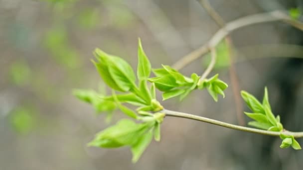 Verse bladeren alleen van toppen in het voorjaar — Stockvideo