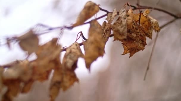 Осенью на мёртвой ветке висит много сухих листьев — стоковое видео