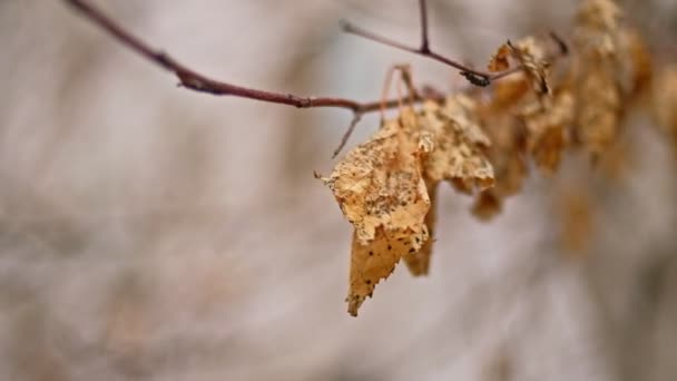 Reihe trockener Blätter auf trockenem Ast — Stockvideo
