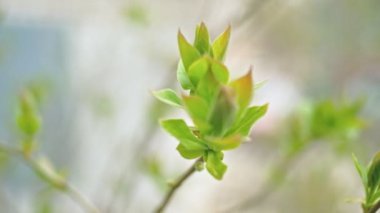İhale yeşil yaprakları ile şubenin üstüne açık tomurcukları