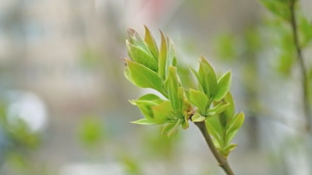 Hojas jóvenes y frescas en las copas de las ramas a principios de primavera — Vídeos de Stock