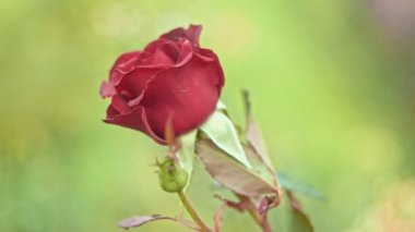 Rüzgarda sallanan kırmızı gülün yavaş hareketi