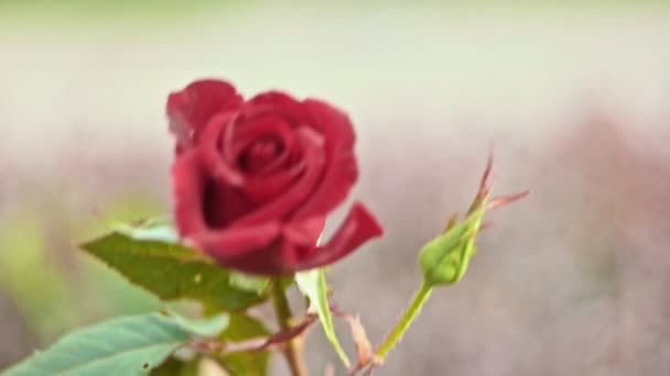 Mouvement lent brouillé de fleur de rose sur le vent — Video