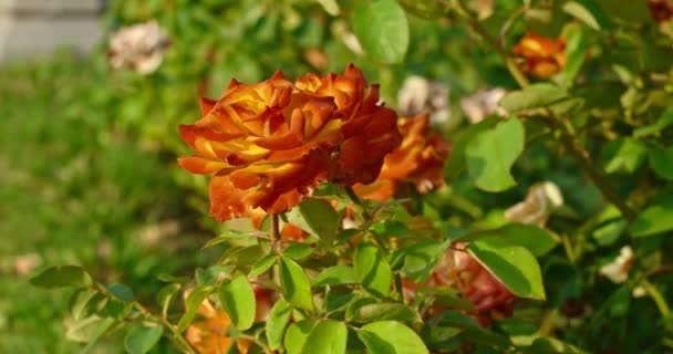 Close-up van levende en dode droge rozen in de tuin — Stockvideo
