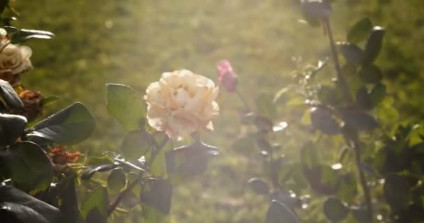 Značkové záběry růží v zahradě podsvícené světlice a průsaky světla — Stock video