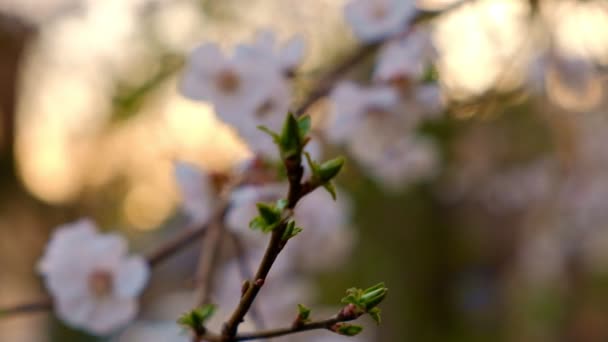 Fresh twigs of cherry with opening buds and flowers — Stock Video