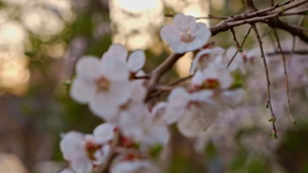 Makro třešňový květ — Stock video