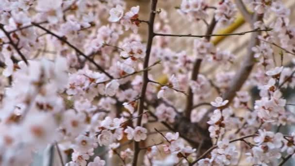 Blooming cherry tree closeup — Stock Video