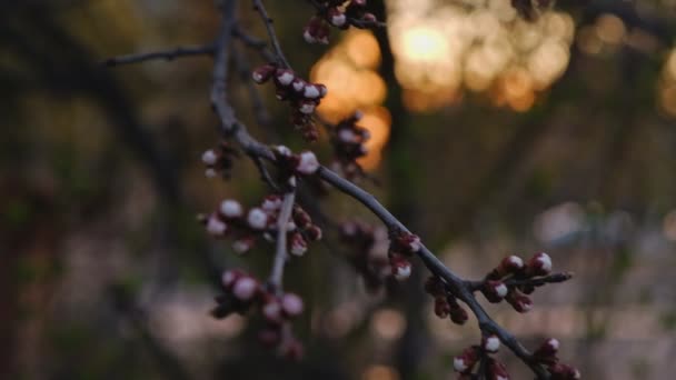 Гілка вишневого дерева з соком, що починає відкривати бутони — стокове відео