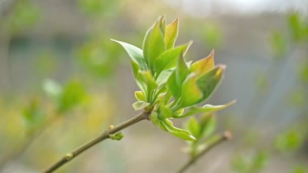 Ramitas verdes de primavera en abril — Vídeos de Stock