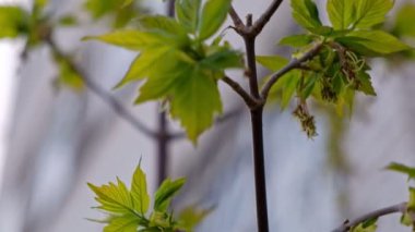 Taze bahar yeşil yapraklarımakro ateş
