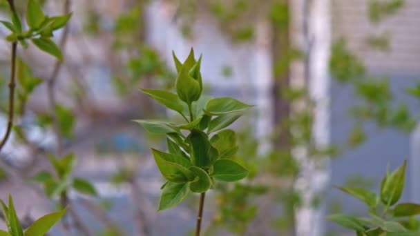 Только что открылись нежные зеленые листья на ветке, раскачивающиеся на ветру. — стоковое видео