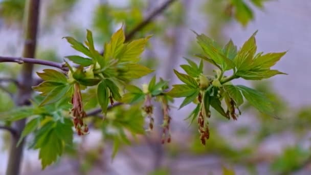 Foglie verdi fresche sulla cima del ramo ondeggianti sul vento — Video Stock