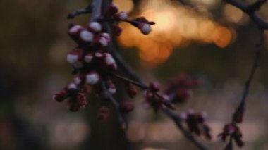 Nisan ayında kiraz ağacı tomurcukları