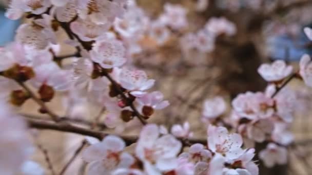 피는 벚꽃 클로즈업 촬영. — 비디오