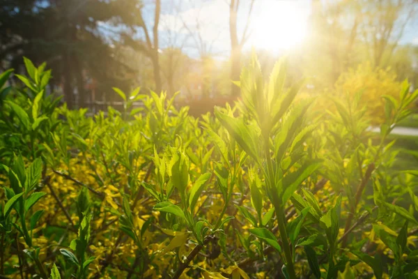 Sonne scheint im Garten durch junges grünes Laub — Stockfoto