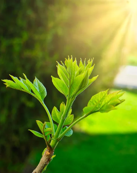 El sol brilla sobre el brote verde en la parte superior de la rama del árbol — Foto de Stock