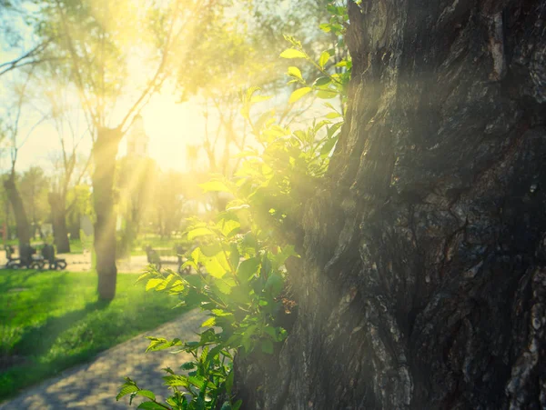 Sun shining over tree trunk in park with view at grass — Stock Photo, Image