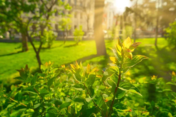 Słoneczny Park w ciepłym dniu wiosny. — Zdjęcie stockowe