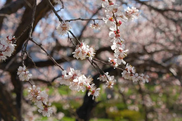 Blooming cherry tree branches close-up. Tree covered with small white and purple florets — Stock Photo, Image