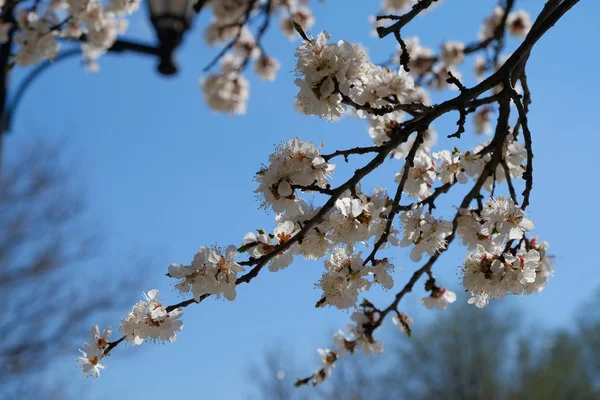 Branche de la cerise en fleurs devant le ciel — Photo