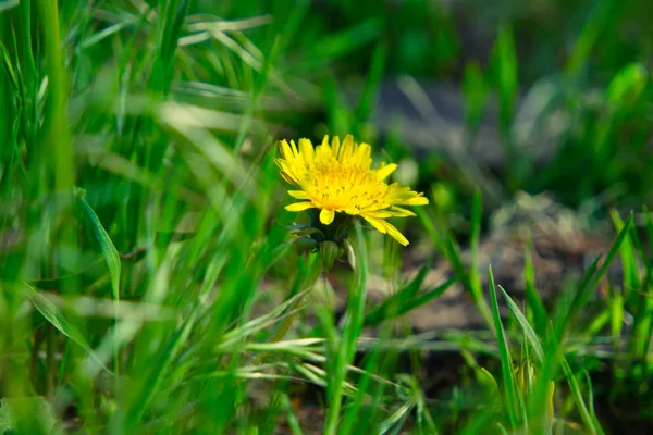 Malá žlutá floreta mladého Pampeliška skrývající se v trávě — Stock fotografie