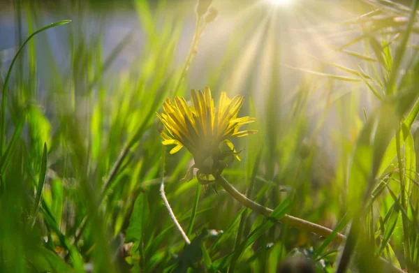 Small yellow flower of young dandelion hiding in grass in April with flares on background — Stock Photo, Image