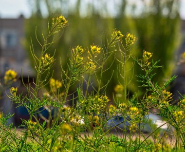 Ağaçların önündeki parkta kır çiçekleri.