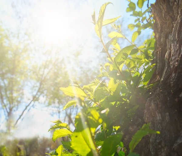 Сонце, що сяє в парковому просторі з стовбуром дерева на передньому плані — стокове фото