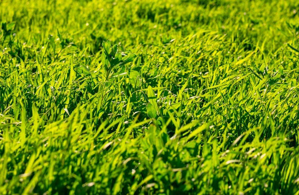 Lång oklippt gräs i solig dag — Stockfoto