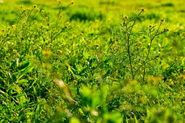 Divoká zelená tráva s malými květinami pozadí — Stock fotografie