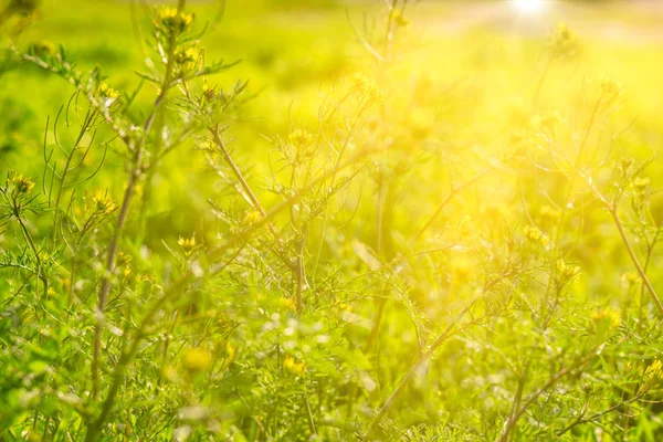 Wild green grass background with sun shining over — Stock Photo, Image