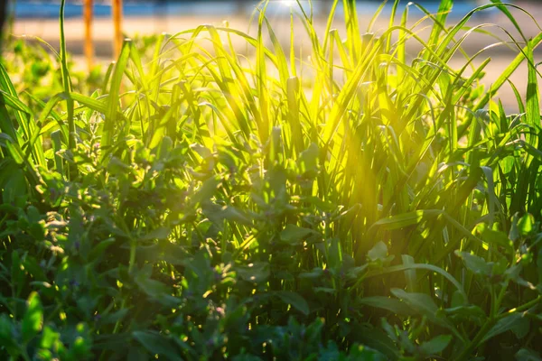 Long blades of green grass backlit by sun — Stock Photo, Image