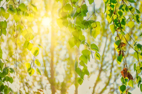 Sonne in den Birkenzweigen mit zarten grünen Blättern — Stockfoto