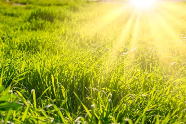 Longues lames d'herbe et de lumière du soleil — Photo