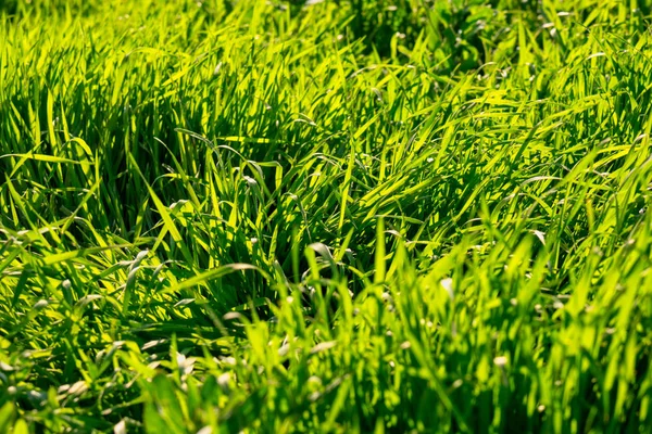 Uncut gräs bakgrundsbelyst av Day Sun — Stockfoto