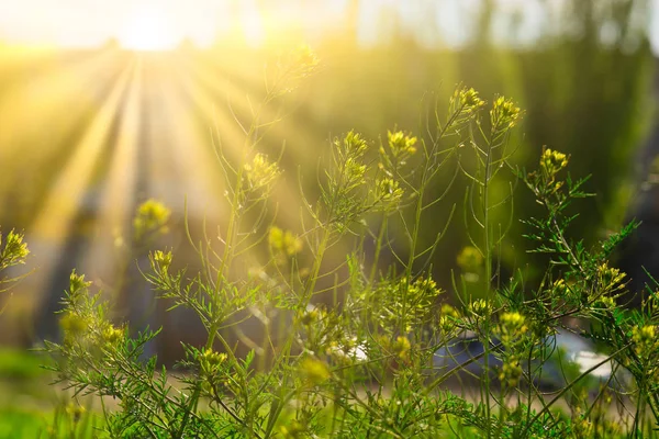Flores silvestres florecientes en un día soleado a la luz del sol — Foto de Stock