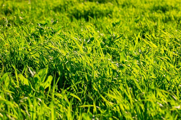 Uncut gräs bakgrundsbelyst av Day Sun — Stockfoto