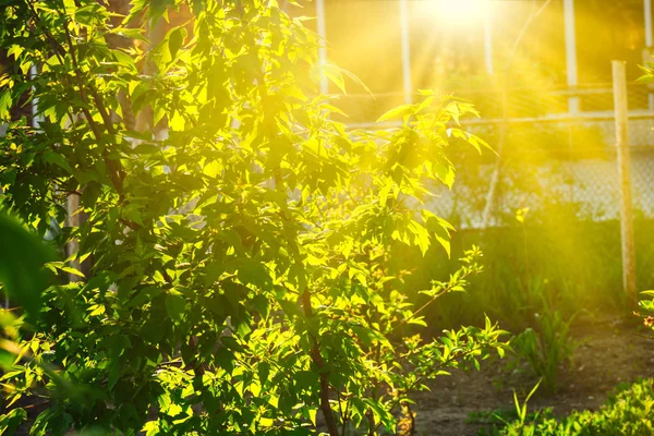 Arbusto salvaje retroiluminado por el sol del día en la tarde de verano — Foto de Stock