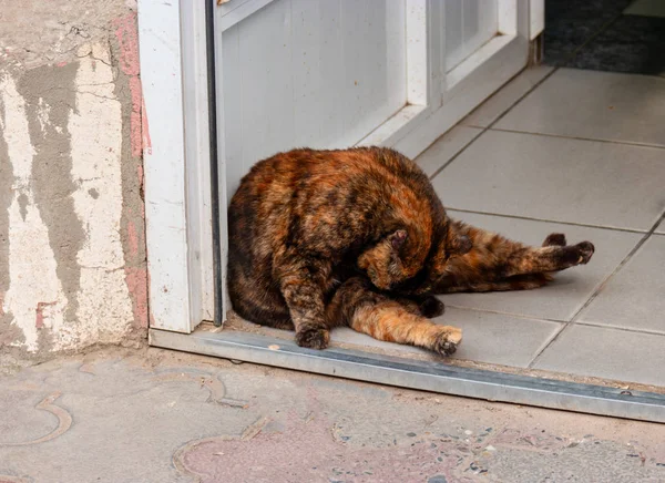 Old tri-color cat grooming — Stock Photo, Image