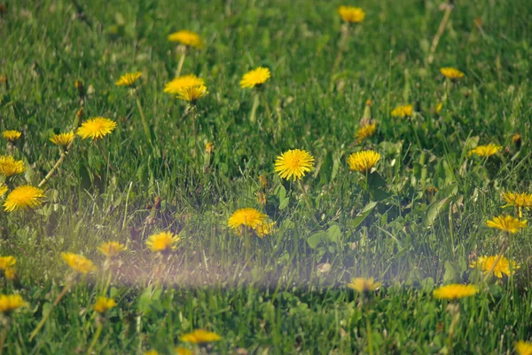 Vintage image of dandellion field shot with light leak — Stock Photo, Image